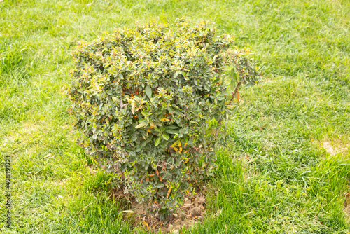 Box blight on a green background.