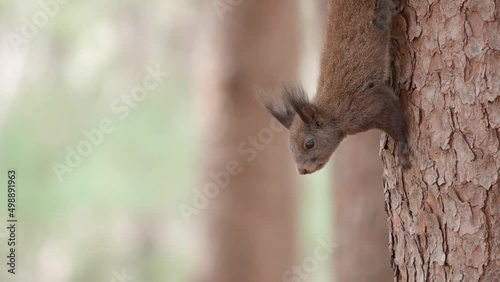 Abert's squirrel (Sciurus vulgaris) face close-up hanging upside down on a trunk of pine tree photo