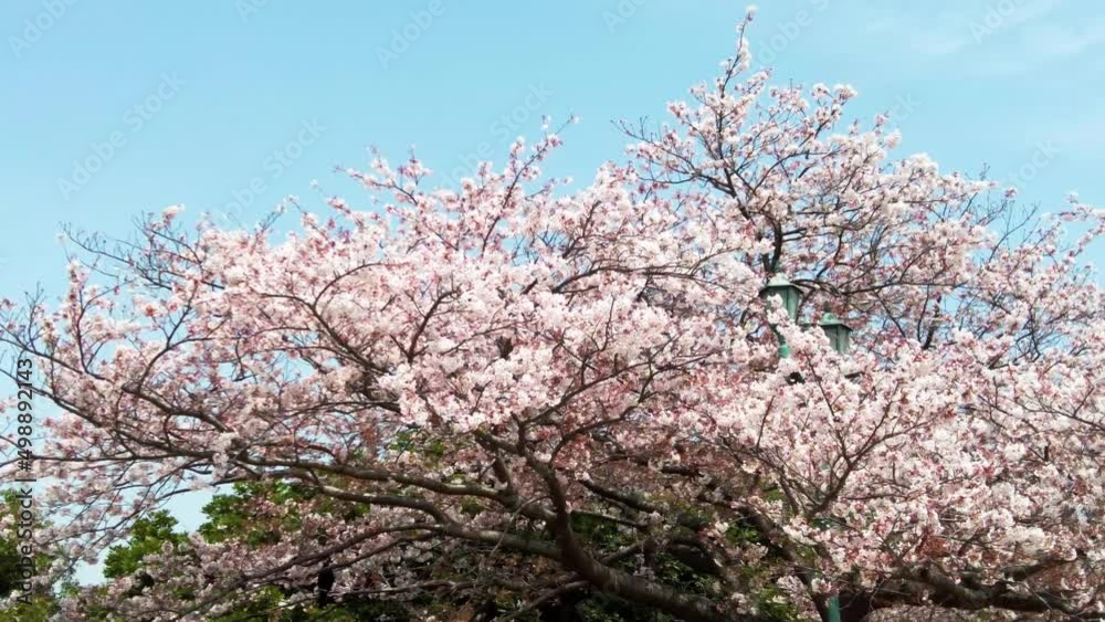 The best cherry blossom in Yokohama The best cherry blossom in Yokohama