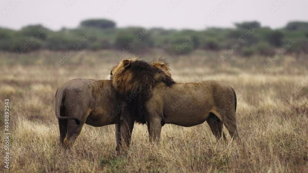 Two Male Lions Licking each other In Central Kalahari Two Male Lions Licking each other In Central Kalahari