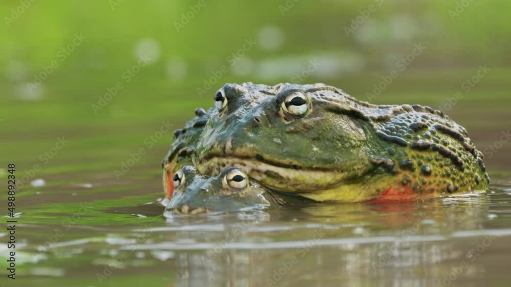 A pair of African giant bullfrogs mating in shallow water, South Africa A pair of African giant bullfrogs mating in shallow water, South Africa