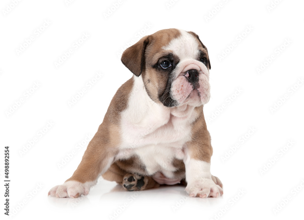 Cute thoroughbred English Bulldog on white background