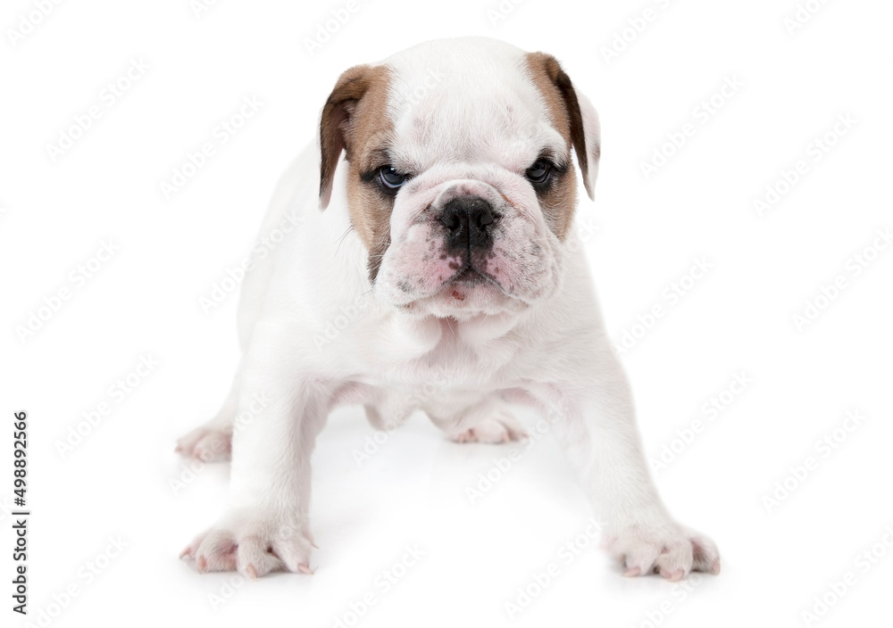 Angry English Bulldog standing on white background