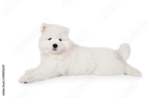 Samoyed puppy dog lying over white