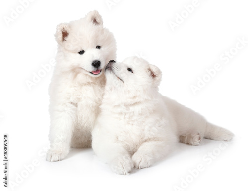 Two Samoyed puppies lying over white