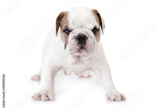 Angry English Bulldog standing on white background