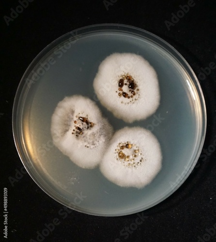 Obraz na plátně Fungal strain
