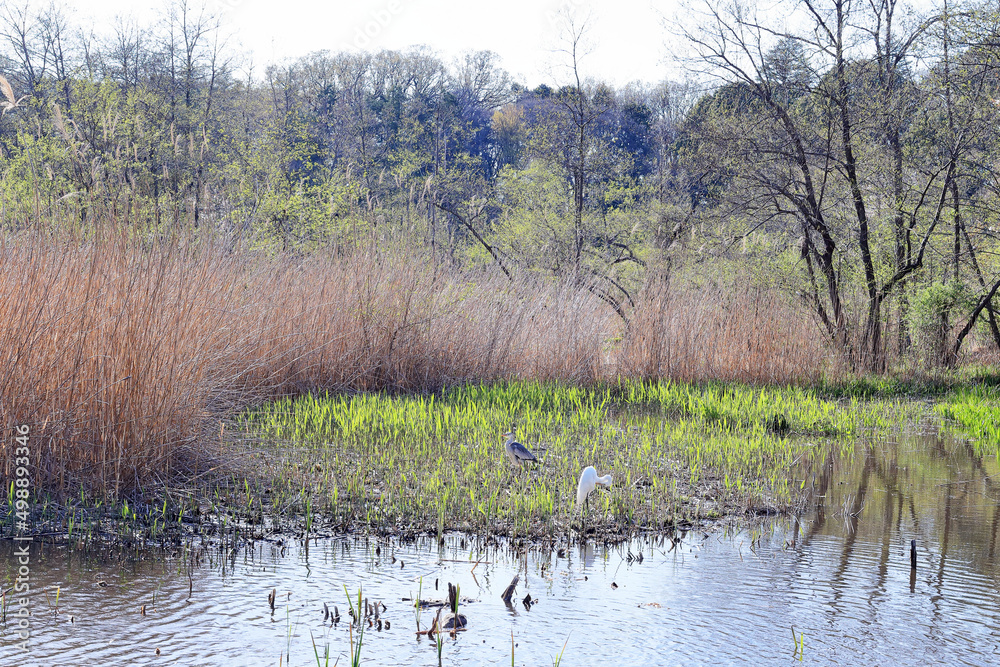春の沼地に二羽の野鳥
