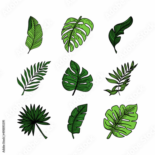Set of tropical elements tropical monster leaves, banana leaves, etc. Hand-drawn doodle-style elements, bright greens. Tropics. Summer.