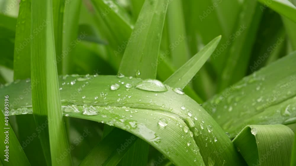 Large drops of dew, water on green leaves. Plant leaves after rain Large drops of dew, water on green leaves. Plant leaves after rain