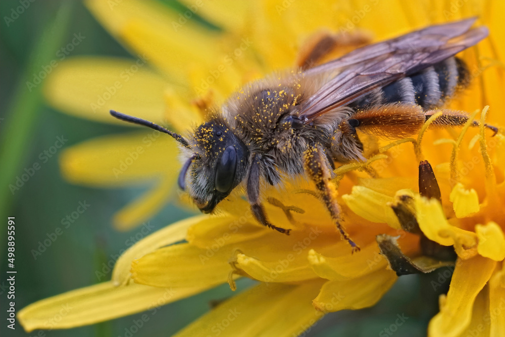 Closeup on a hairy female Banded Mining-bee, Andrena gravida , sitting in a yellow dandelion flower Closeup on a hairy female Banded Mining-bee, Andrena gravida , sitting in a yellow dandelion flower
