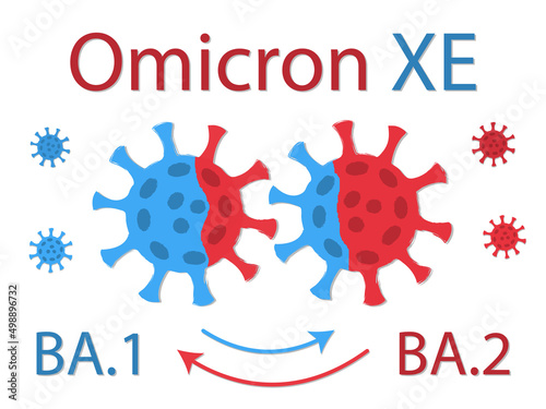 Omicron XE variant is a hybrid of the two strains of Omicron: BA.1 and BA.2. Schematic drawing. Two viruses exchange their DNA. The exchange is shown by the color of the coronavirus spike proteins. photo