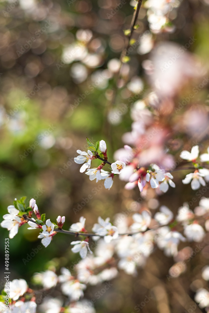 Branch of blossoming Felt cherries. Spring flowers in sunny day on blur background Branch of blossoming Felt cherries. Spring flowers in sunny day on blur background