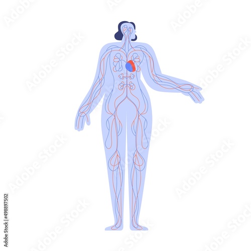 Heart and circulatory system. Human body anatomy. Cardiovascular structure with blood artery and veins. Simple arterial and venous model. Flat vector illustration isolated on white background photo