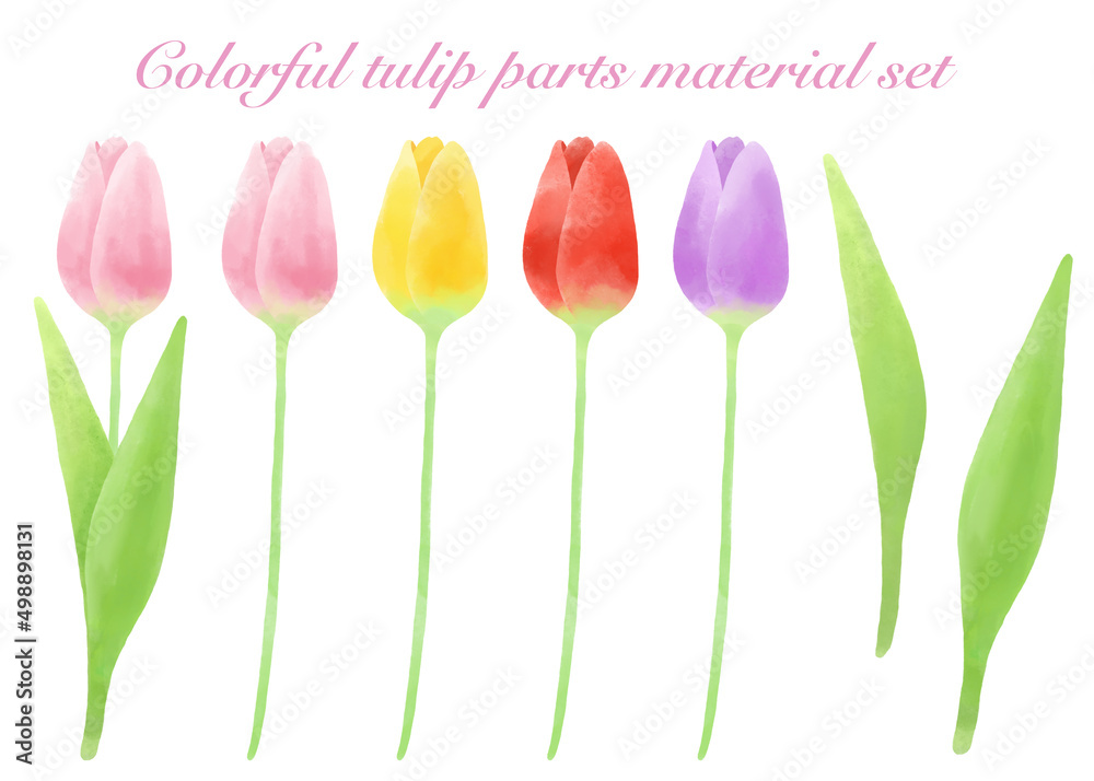 水彩タッチで描いたチューリップのカラーセット素材／Tulip color set material drawn with a watercolor touch