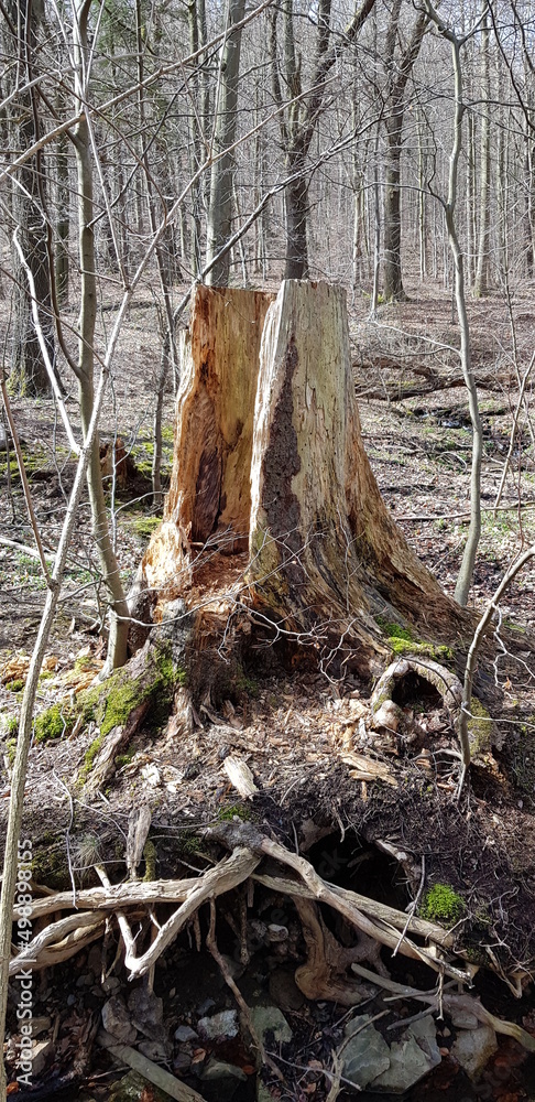 Fototapeta premium Rotten Tree