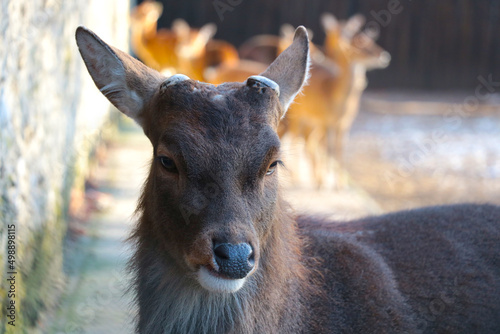 Close-up of a hornless deer in the forest.