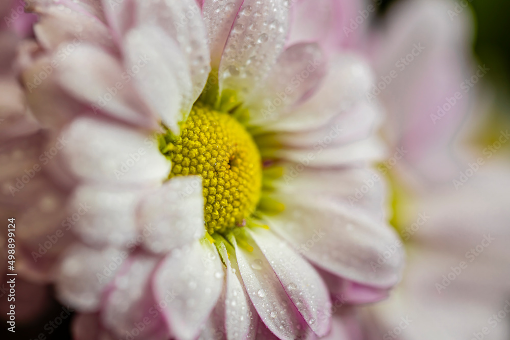 Beautiful pink daisies with dew drops close-up. Macro. Flowers. Beautiful pink daisies with dew drops close-up. Macro. Flowers.