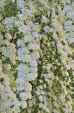 Flowering garland spirea x cinerea 'Grefsheim' clusters, bright white blooming flowers pattern background, large detailed vertical deciduous rosaceae family shrub branches macro closeup, ornamental