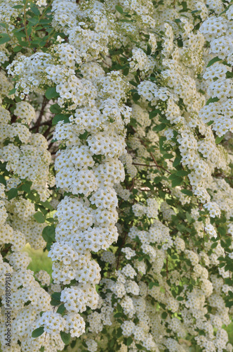 Flowering garland spirea x cinerea 'Grefsheim' clusters, bright white blooming flowers pattern background, large detailed vertical deciduous rosaceae family shrub branches macro closeup, ornamental