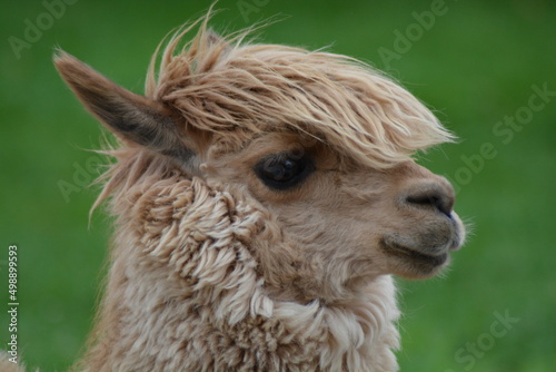 Lama