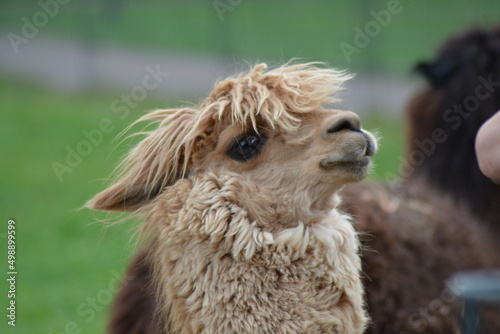 Lama