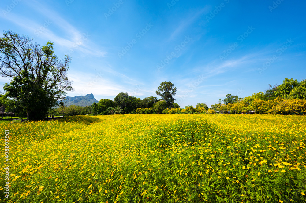 Scenic View of a Beautiful Landscape Garden with Sulfur Cosmos or Yellow Cosmos flower blooming and green Mowed Lawn.