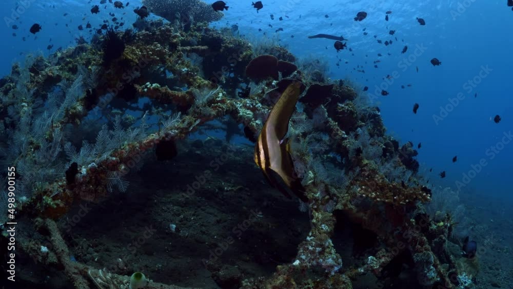 A lot of fish living at an artificial reef. Underwater world of Tulamben, Bali, Indonesia.