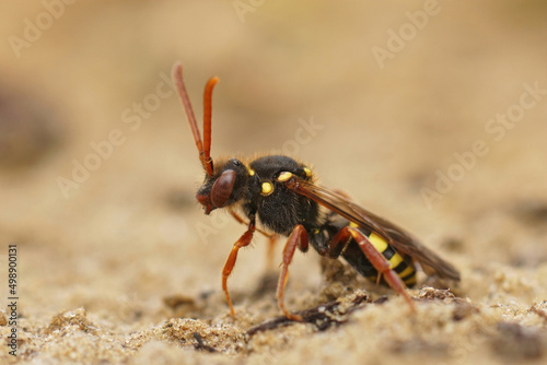 Closeup on a colorful red female orange-horned nomda bee, Nomada fulvicornis, against a blurred background © Henk