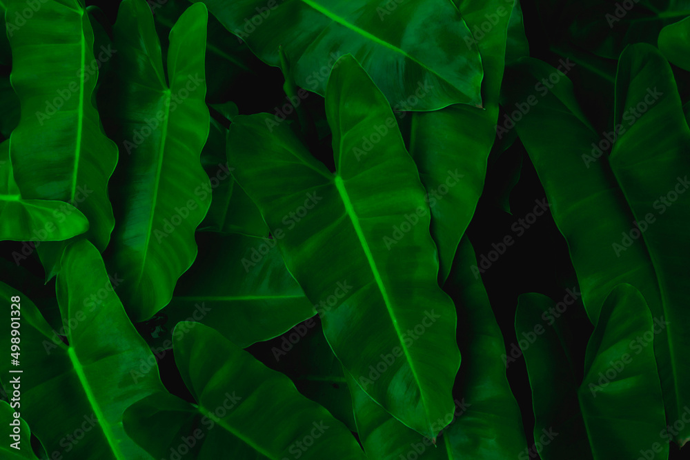 The splendor of green leaves for the abstract background.