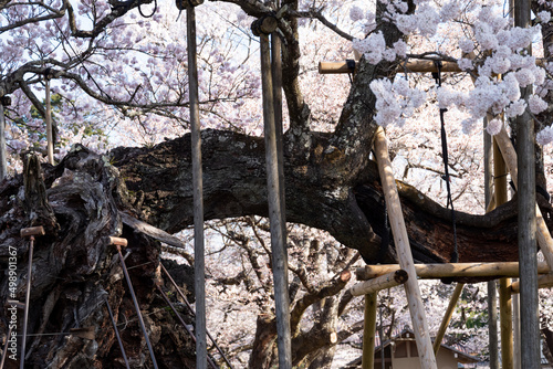 日本三大桜　山高神代桜　山梨県 photo