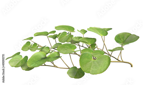 Dichondra repens or Lawn leaf isolated white background photo