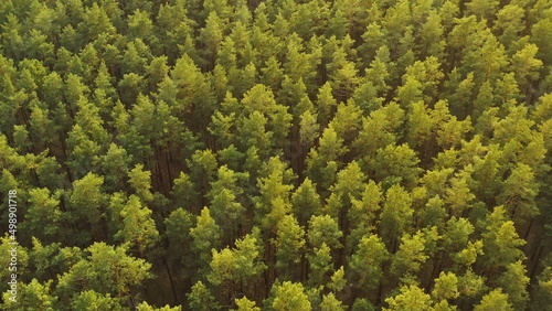 Drone Flight Above Spring Misty Green Pine Coniferous Forest. Aerial View Of Green Pine Coniferous Forest In Landscape During Sunset In Spring. Top View From Attitude. Sunshine Above Forest.