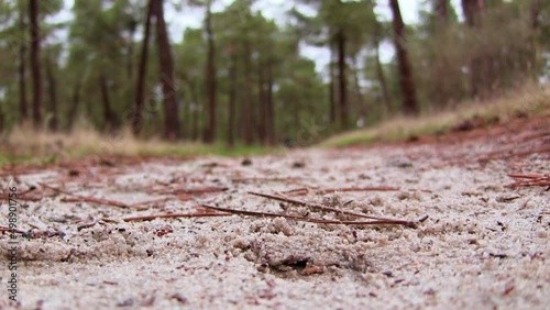 Wallpaper Mural Runner Running Toward camera in Forest with Sneaker Detail Torontodigital.ca