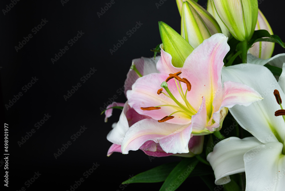 Obraz premium 百合の花