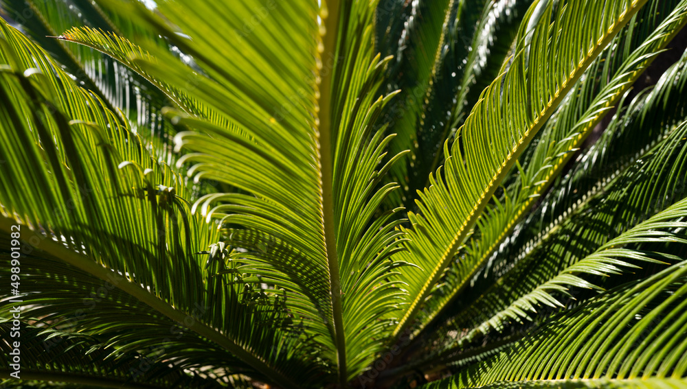 Fototapeta premium Coconut palm trees green texture background. Tropical palm coconut trees on sky, nature background.