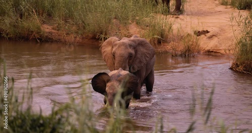 Young African Elephant in crossing river in Africa, National park Safari Tourism