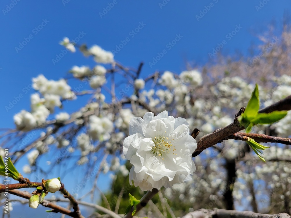 桜