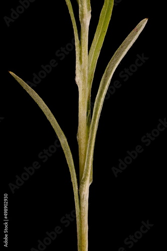 Heath Cudweed  Omalotheca sylvatica . Stem and Leaves Closeup
