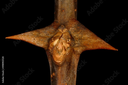 Принти на полотні False Acacia (Robinia pseudoacacia). Axillary Bud Closeup