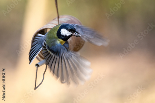 Great Tit flying from a tin can filled with seed