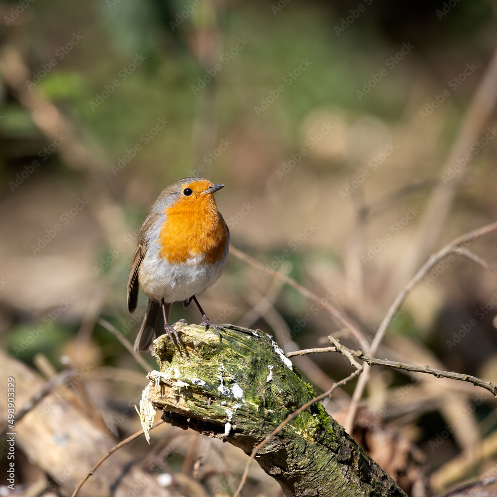 Close-up of an alert Robin standing on a tree stump Close-up of an alert Robin standing on a tree stump