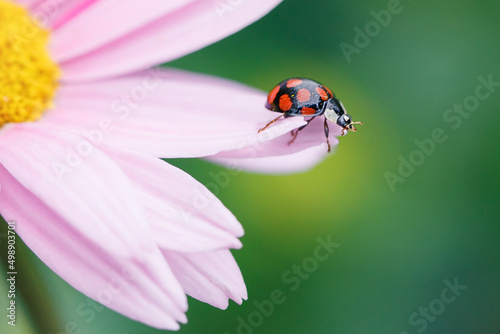Ladybug on pyrethrum flowers in the garden. Garden pest control. A useful beetle.
