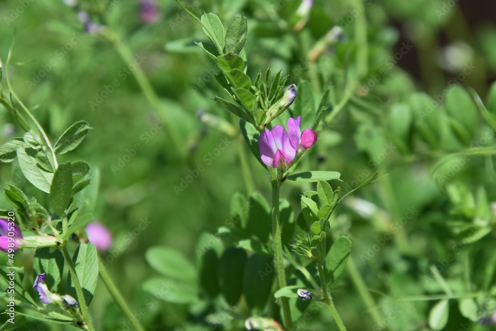 Common vetch flowers. Fabaceae anuual weeds. The flowering season is from March to June. Common vetch flowers. Fabaceae anuual weeds. The flowering season is from March to June.