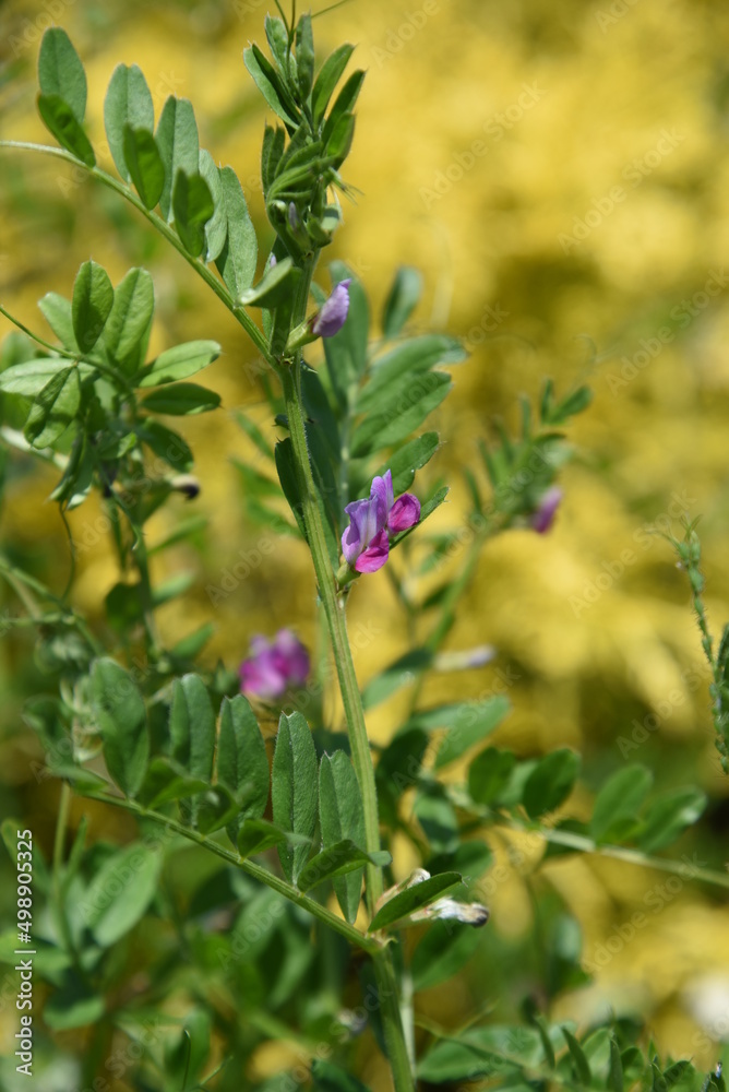 Common vetch flowers. Fabaceae anuual weeds. The flowering season is from March to June. Common vetch flowers. Fabaceae anuual weeds. The flowering season is from March to June.