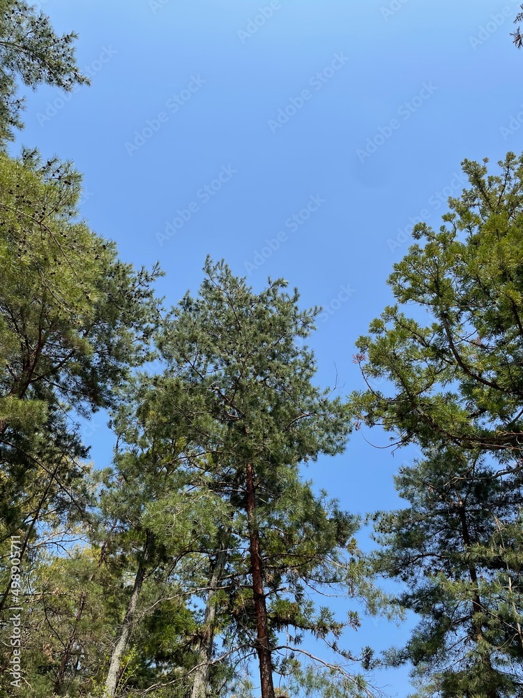 trees in the sky trees in the sky