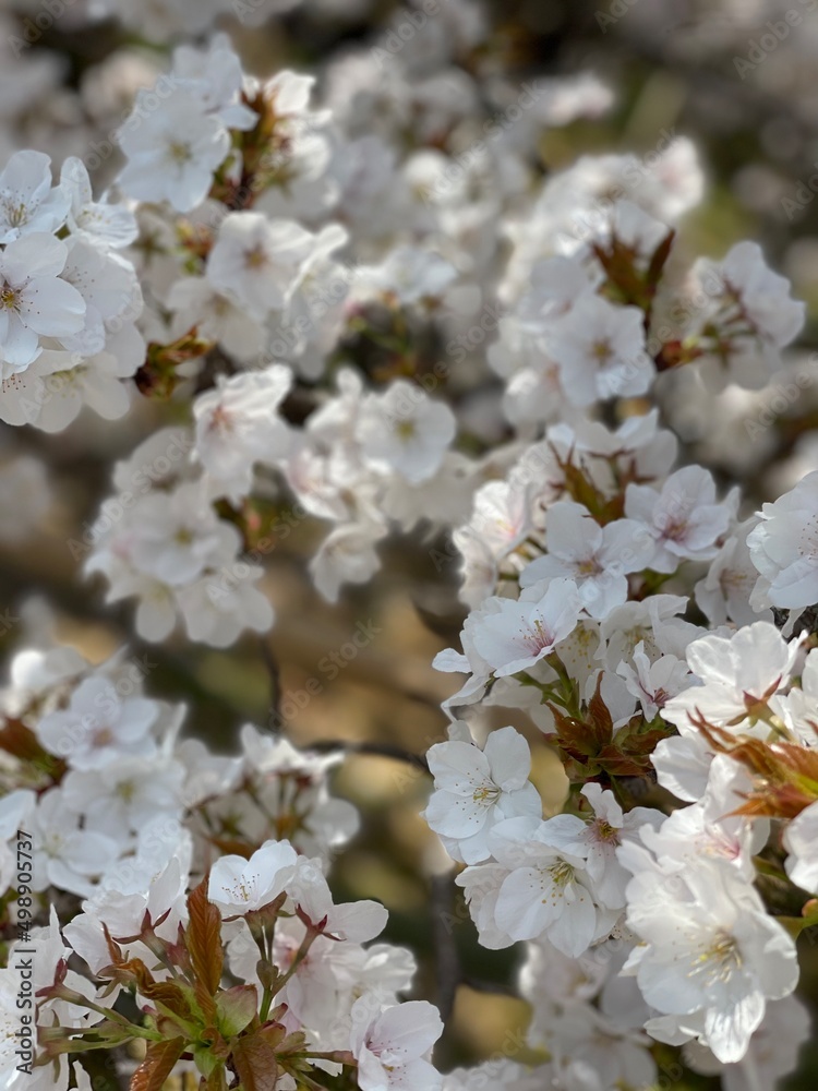 Fototapeta premium blooming tree