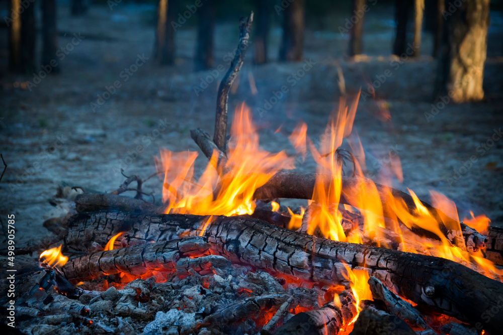 Firewood burning in the forest in the evening. Firewood burning in the forest in the evening.