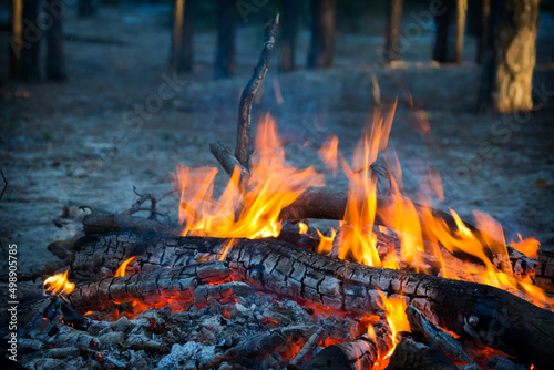 Firewood burning in the forest in the evening.