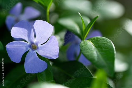 The common periwinkle - Vinca  a purple decorative flower in close-up. Garden plant.